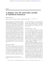 A Glimpse Into the Molecular Entrails of Endoderm Formation