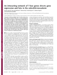 An Interacting Network of T-Box Genes Directs Gene Expression and Fate in the Zebrafish Mesoderm