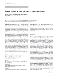 Fungal Colonies in Open Fractures of Subseafloor Basalt