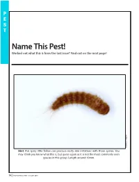 Last Issue Name This Pest