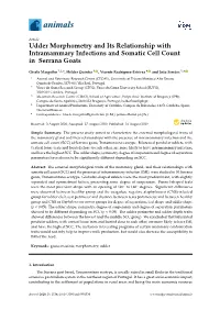 Udder Morphometry and Its Relationship with Intramammary Infections and Somatic Cell Count in Serrana Goats