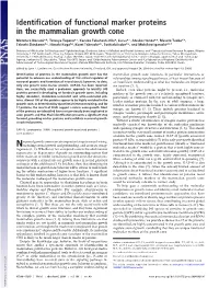 Identification of Functional Marker Proteins in the Mammalian Growth Cone