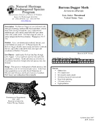 Barrens Dagger Moth