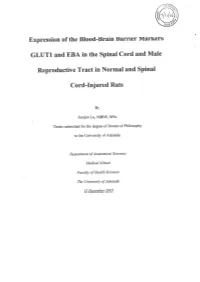 Expression of the Blood-Brain Barrier Markers GLUT1 and EBA in The