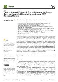 Differentiation of Hedyotis Diffusa and Common Adulterants Based on Chloroplast Genome Sequencing and DNA Barcoding Markers