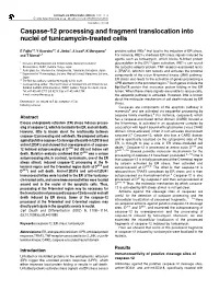 Caspase-12 Processing and Fragment Translocation Into Nuclei of Tunicamycin-Treated Cells