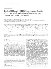 The Scaffold Protein NHERF2 Determines the Coupling of P2Y1 Nucleotide and Mglur5 Glutamate Receptor to Different Ion Channels in Neurons