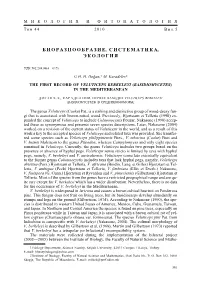 The First Record of Veluticeps Berkeleyi (Basidiomycetes) in the Mediterranean
