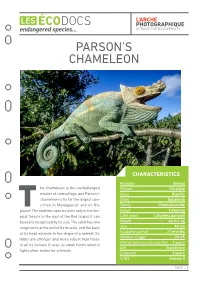 Parson's Chameleon