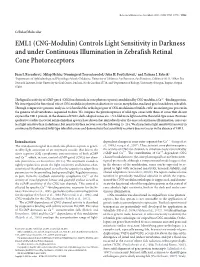 EML1 (CNG-Modulin) Controls Light Sensitivity in Darkness and Under Continuous Illumination in Zebrafish Retinal Cone Photoreceptors