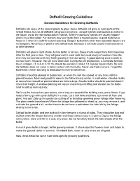 Daffodil Growing Guidelines for Your Unique