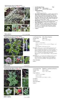 Mysore Raspberry Rubus Niveus Thimbleberry Rubus Rosifolius