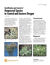 Identification and Control of Knapweed Species in Central and Eastern Oregon Amy Jo Waldo Four Species of Centaurea Are (Centaurea Solstitialis)