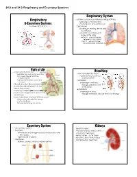 Respiratory & Excretory Systems Respiratory System Path of Air