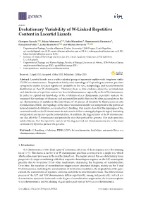 Evolutionary Variability of W-Linked Repetitive Content in Lacertid Lizards