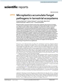 Microplastics Accumulate Fungal Pathogens in Terrestrial Ecosystems