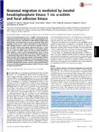 Neuronal Migration Is Mediated by Inositol Hexakisphosphate Kinase 1 Via Α-Actinin and Focal Adhesion Kinase