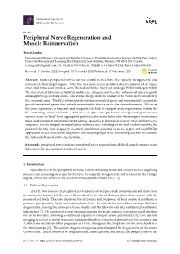 Peripheral Nerve Regeneration and Muscle Reinnervation