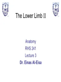 The Lower Limb II