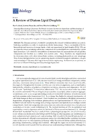 A Review of Diatom Lipid Droplets
