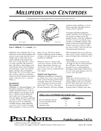 Millipedes and Centipedes