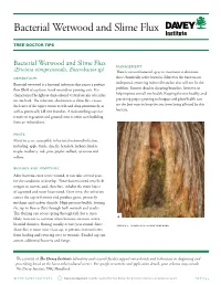 Bacterial Wetwood and Slime Flux