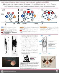 Modeling the Ventilatory Behavior of the Embryos Of