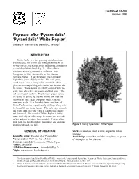 Populus Alba 'Pyramidalis'