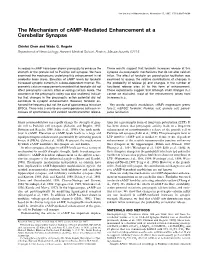 The Mechanism of Camp-Mediated Enhancement at a Cerebellar Synapse