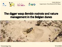 The Digger Wasp Bembix Rostrata and Nature Management in the Belgian Dunes
