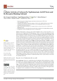Cellular Activity of Salmonella Typhimurium Artab Toxin and Its Receptor-Binding Subunit