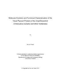 Molecular Evolution and Functional Characterization of the Visual Pigment Proteins of the Great Bowerbird (Chlamydera Nuchalis) and Other Vertebrates