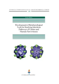 Development of Biotehcnological Tools for Studying Infectious Pathways of Canine and Human Parvoviruses
