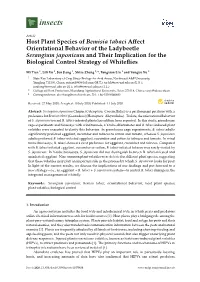 Host Plant Species of Bemisia Tabaci Affect Orientational Behavior of The