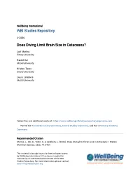 Does Diving Limit Brain Size in Cetaceans?