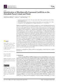 Identification of Rhythmically Expressed Lncrnas in the Zebrafish Pineal Gland and Testis