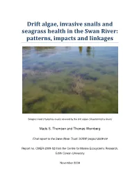 Drift Algae, Invasive Snails and Seagrass Health in the Swan River: Patterns, Impacts and Linkages