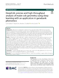 Precise and High-Throughput Analysis of Maize Cob Geometry Using Deep