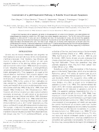 Involvement of a P53-Dependent Pathway in Rubella Virus-Induced Apoptosis