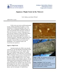 Japanese Maple Scale in the Nursery