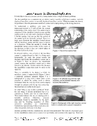 Lance Canines: an Illustrated Exploration I Would Like to Discuss a Recent Case of a Young Sheltie with a Couple of Dental Problems