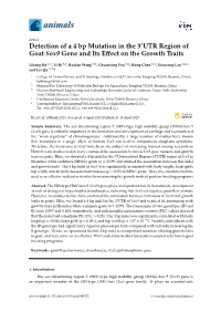 Detection of a 4 Bp Mutation in the 3'UTR Region of Goat Sox9 Gene