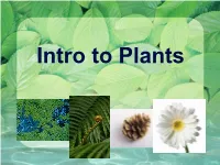 Intro to Plants Plant Characteristics