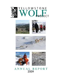 Yellowstone Wolf Project: Annual Report, 2009