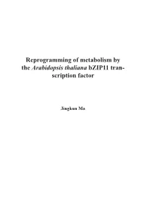 Reprogramming of Metabolism by the Arabidopsis Thaliana Bzip11 Tran- Scription Factor