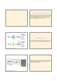 Electron Transport Generates a Proton Gradient Across the Membrane