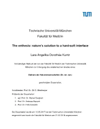 Nature's Solution to a Hard-Soft Interface Lara Angelika Dorothée Kuntz