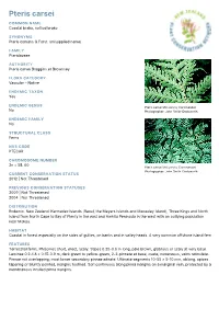 Pteris Carsei