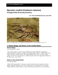 Big Water Crayfish (Cambarus Robustus) ERSS
