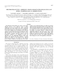 Adhering Process Among Single Cells of Hydra 1699